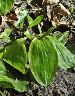 Fotografia 8 da espécie Potamogeton polygonifolius no Jardim Botânico UTAD