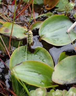 Fotografia 9 da espécie Potamogeton polygonifolius no Jardim Botânico UTAD