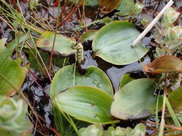 Fotografia da espécie Potamogeton polygonifolius