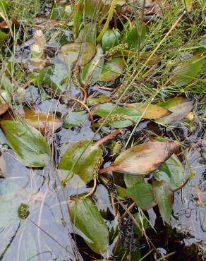 Fotografia 10 da espécie Potamogeton polygonifolius no Jardim Botânico UTAD