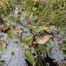 Fotografia 10 da espécie Potamogeton polygonifolius do Jardim Botânico UTAD