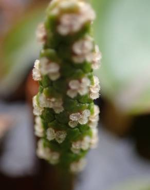 Fotografia 11 da espécie Potamogeton polygonifolius no Jardim Botânico UTAD