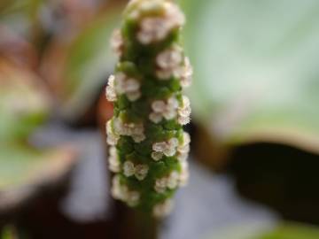 Fotografia da espécie Potamogeton polygonifolius