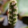 Fotografia 11 da espécie Potamogeton polygonifolius do Jardim Botânico UTAD