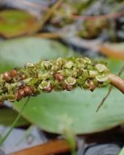 Fotografia da espécie Potamogeton polygonifolius