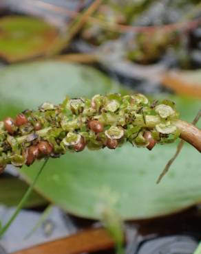 Fotografia 1 da espécie Potamogeton polygonifolius no Jardim Botânico UTAD