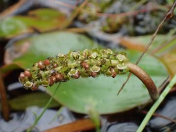 Fotografia da espécie Potamogeton polygonifolius