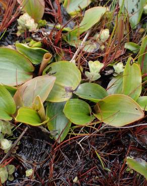 Fotografia 12 da espécie Potamogeton polygonifolius no Jardim Botânico UTAD