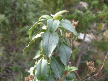 Fotografia da espécie Cistus laurifolius