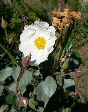 Fotografia 19 da espécie Cistus laurifolius no Jardim Botânico UTAD