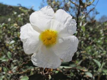 Fotografia da espécie Cistus laurifolius