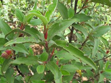 Fotografia da espécie Cistus laurifolius