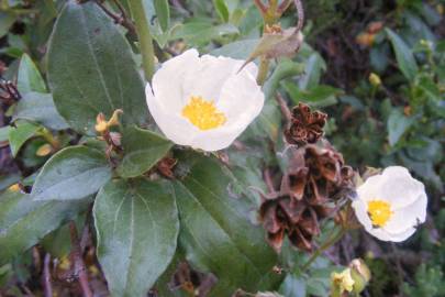 Fotografia da espécie Cistus laurifolius