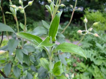 Fotografia da espécie Cistus laurifolius