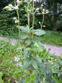 Fotografia da espécie Cistus laurifolius