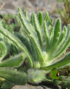 Fotografia 5 da espécie Ajuga iva var. iva no Jardim Botânico UTAD