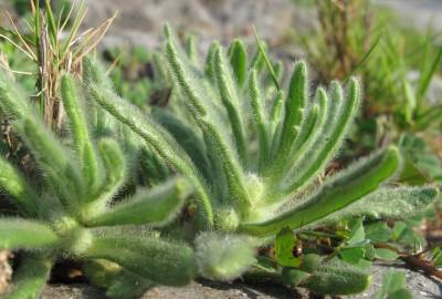 Fotografia da espécie Ajuga iva var. iva