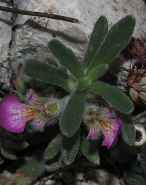 Fotografia 6 da espécie Ajuga iva var. iva no Jardim Botânico UTAD