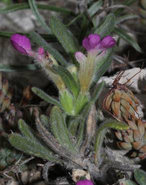 Fotografia 7 da espécie Ajuga iva var. iva no Jardim Botânico UTAD