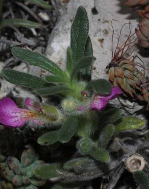 Fotografia 8 da espécie Ajuga iva var. iva no Jardim Botânico UTAD