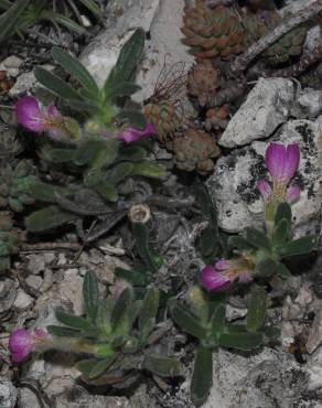 Fotografia 9 da espécie Ajuga iva var. iva no Jardim Botânico UTAD