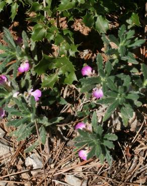 Fotografia 11 da espécie Ajuga iva var. iva no Jardim Botânico UTAD