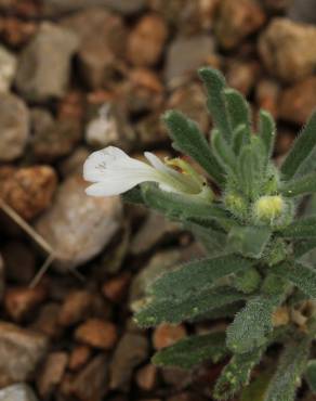 Fotografia 12 da espécie Ajuga iva var. iva no Jardim Botânico UTAD