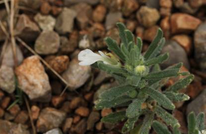 Fotografia da espécie Ajuga iva var. iva