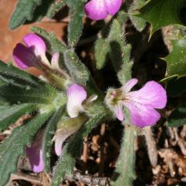 Fotografia da espécie Ajuga iva var. iva