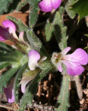 Fotografia 13 da espécie Ajuga iva var. iva no Jardim Botânico UTAD