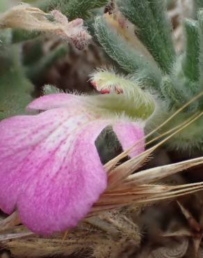 Fotografia 14 da espécie Ajuga iva var. iva no Jardim Botânico UTAD