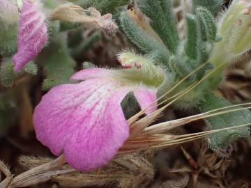 Fotografia da espécie Ajuga iva var. iva