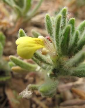 Fotografia 16 da espécie Ajuga iva var. iva no Jardim Botânico UTAD