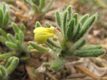 Fotografia da espécie Ajuga iva var. iva