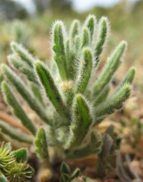 Fotografia 17 da espécie Ajuga iva var. iva no Jardim Botânico UTAD