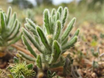 Fotografia da espécie Ajuga iva var. iva