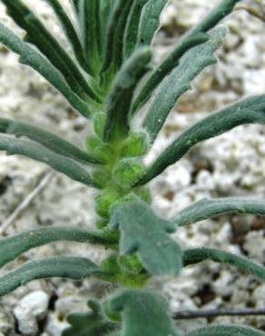 Fotografia 18 da espécie Ajuga iva var. iva no Jardim Botânico UTAD