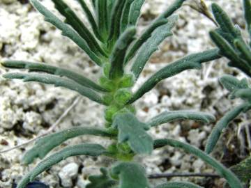 Fotografia da espécie Ajuga iva var. iva