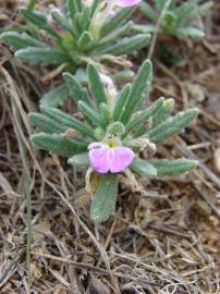 Fotografia da espécie Ajuga iva var. iva