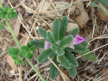 Fotografia da espécie Ajuga iva var. iva