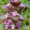 Fotografia 11 da espécie Ajuga pyramidalis do Jardim Botânico UTAD