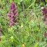 Fotografia 12 da espécie Ajuga pyramidalis do Jardim Botânico UTAD