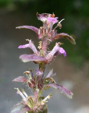 Fotografia 13 da espécie Ajuga pyramidalis no Jardim Botânico UTAD