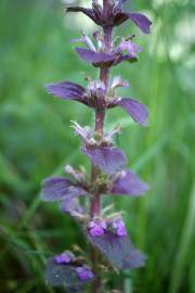 Fotografia da espécie Ajuga pyramidalis