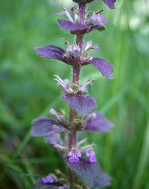 Fotografia 15 da espécie Ajuga pyramidalis no Jardim Botânico UTAD