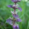 Fotografia 15 da espécie Ajuga pyramidalis do Jardim Botânico UTAD