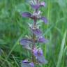 Fotografia 16 da espécie Ajuga pyramidalis do Jardim Botânico UTAD