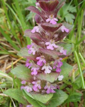 Fotografia 18 da espécie Ajuga pyramidalis no Jardim Botânico UTAD