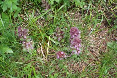 Fotografia da espécie Ajuga pyramidalis