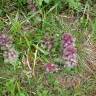 Fotografia 19 da espécie Ajuga pyramidalis do Jardim Botânico UTAD